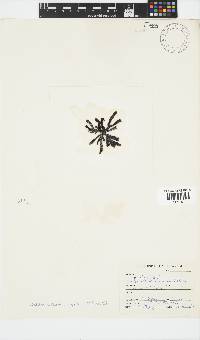 Splachnidium rugosum image
