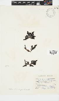 Splachnidium rugosum image