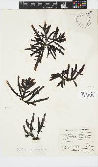 Splachnidium rugosum image