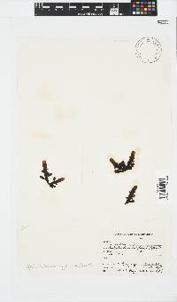 Splachnidium rugosum image
