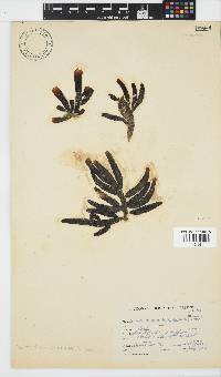 Splachnidium rugosum image
