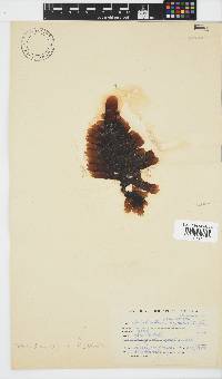 Splachnidium rugosum image