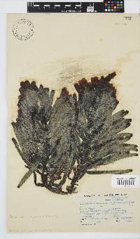 Splachnidium rugosum image
