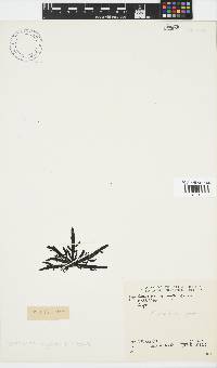 Splachnidium rugosum image
