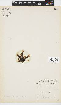 Splachnidium rugosum image