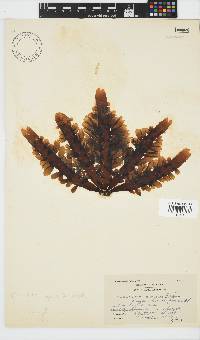 Splachnidium rugosum image
