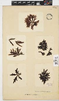 Splachnidium rugosum image