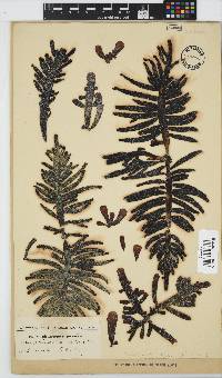 Splachnidium rugosum image