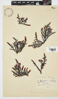 Splachnidium rugosum image