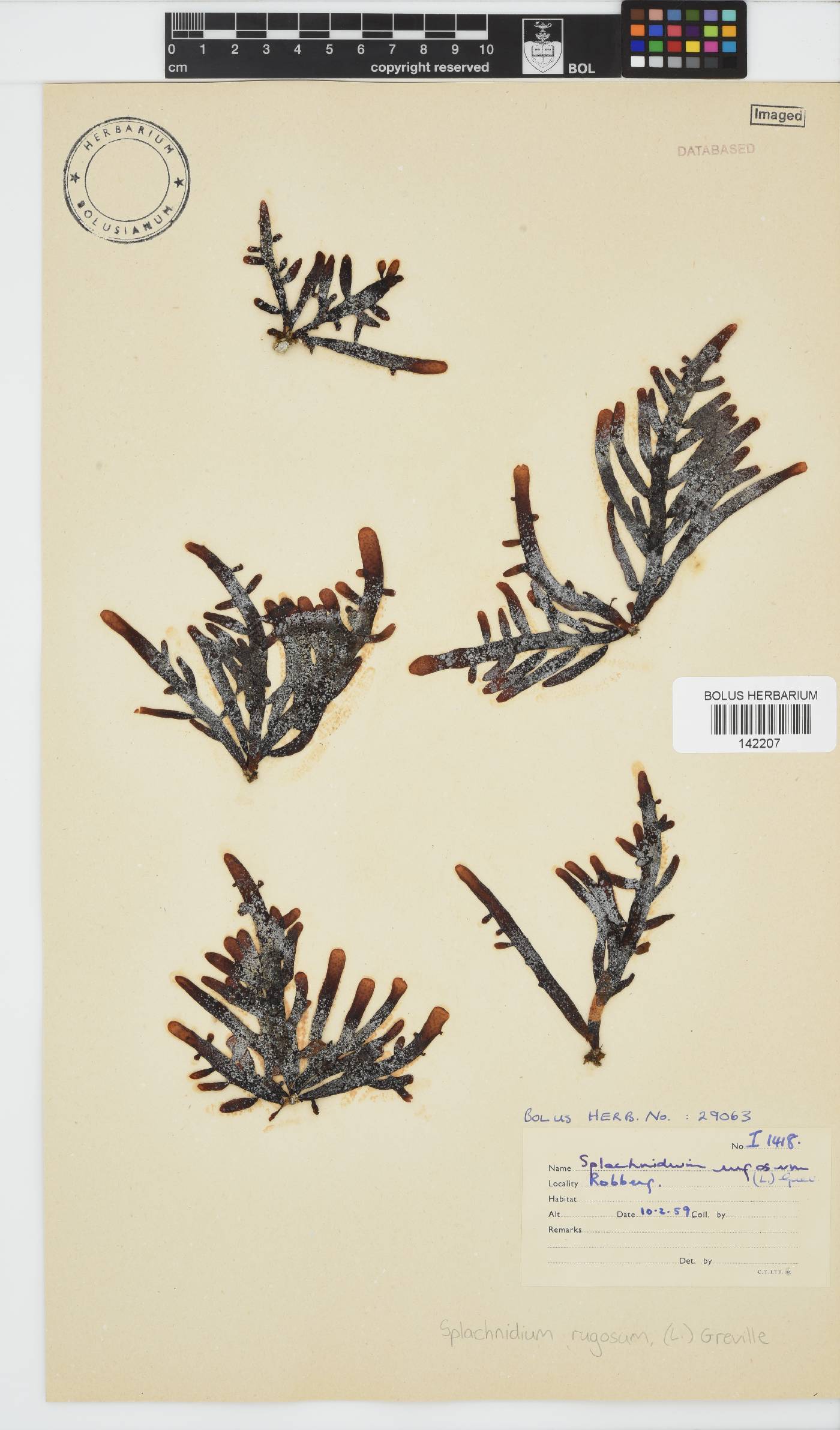 Splachnidium rugosum image