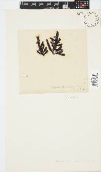 Splachnidium rugosum image