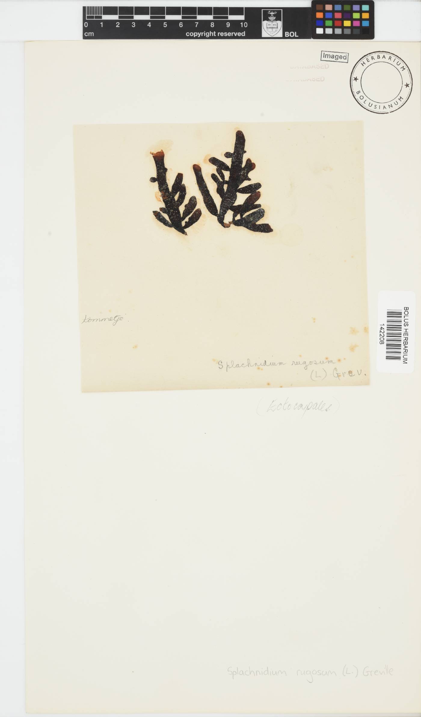Splachnidium image
