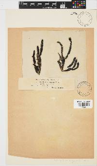 Splachnidium rugosum image