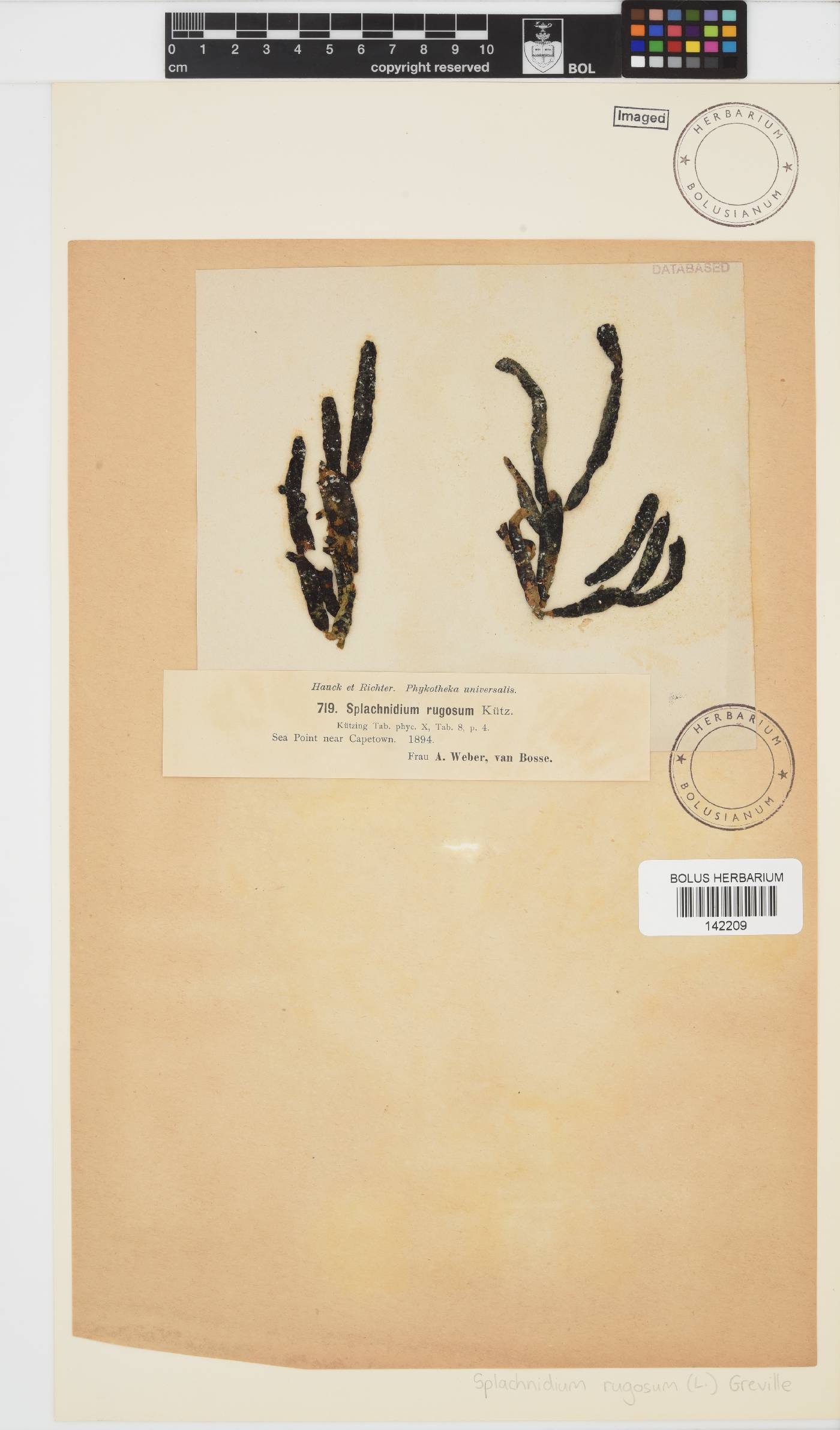 Splachnidium image