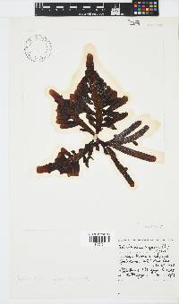 Splachnidium rugosum image