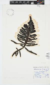 Splachnidium rugosum image