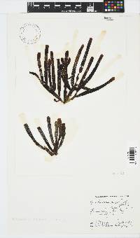 Splachnidium rugosum image