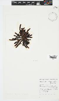 Splachnidium rugosum image