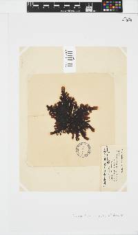 Splachnidium rugosum image