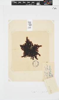 Splachnidium rugosum image