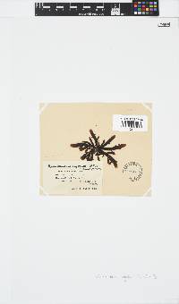 Splachnidium rugosum image