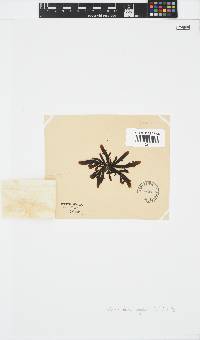 Splachnidium rugosum image