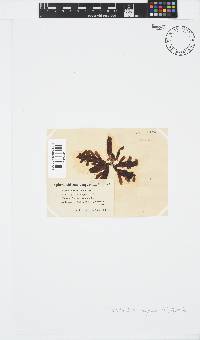 Splachnidium rugosum image