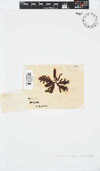 Splachnidium rugosum image