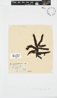 Splachnidium rugosum image