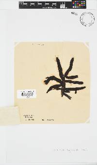 Splachnidium rugosum image