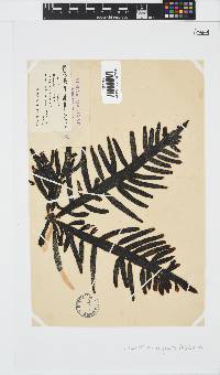 Splachnidium rugosum image