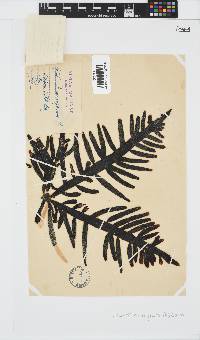 Splachnidium rugosum image