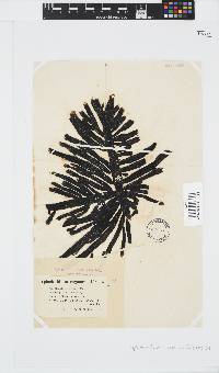 Splachnidium rugosum image