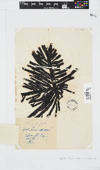 Splachnidium rugosum image