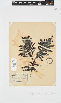 Splachnidium rugosum image