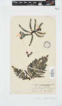 Splachnidium rugosum image