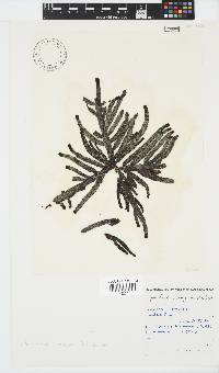 Splachnidium rugosum image