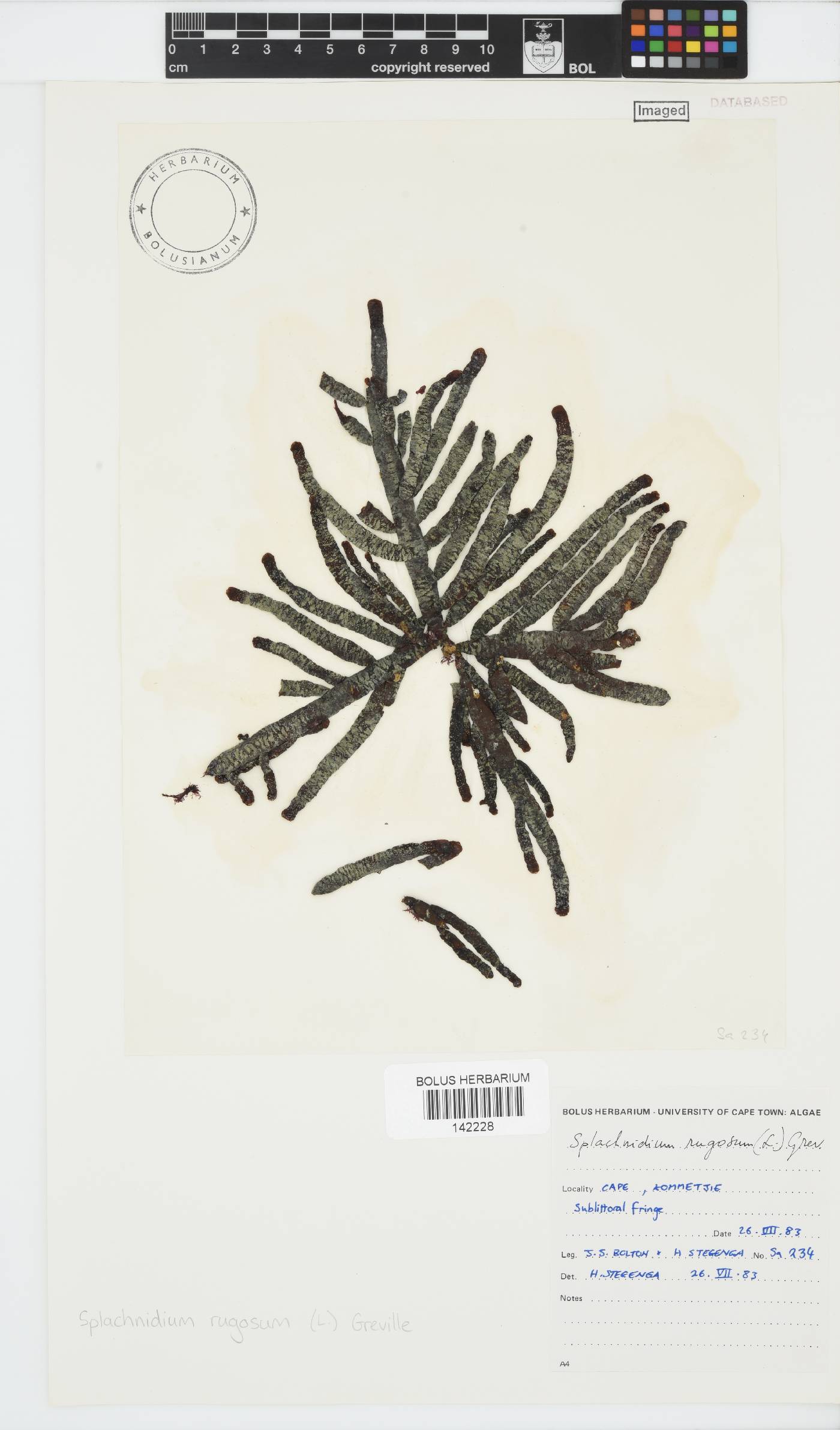 Splachnidium image