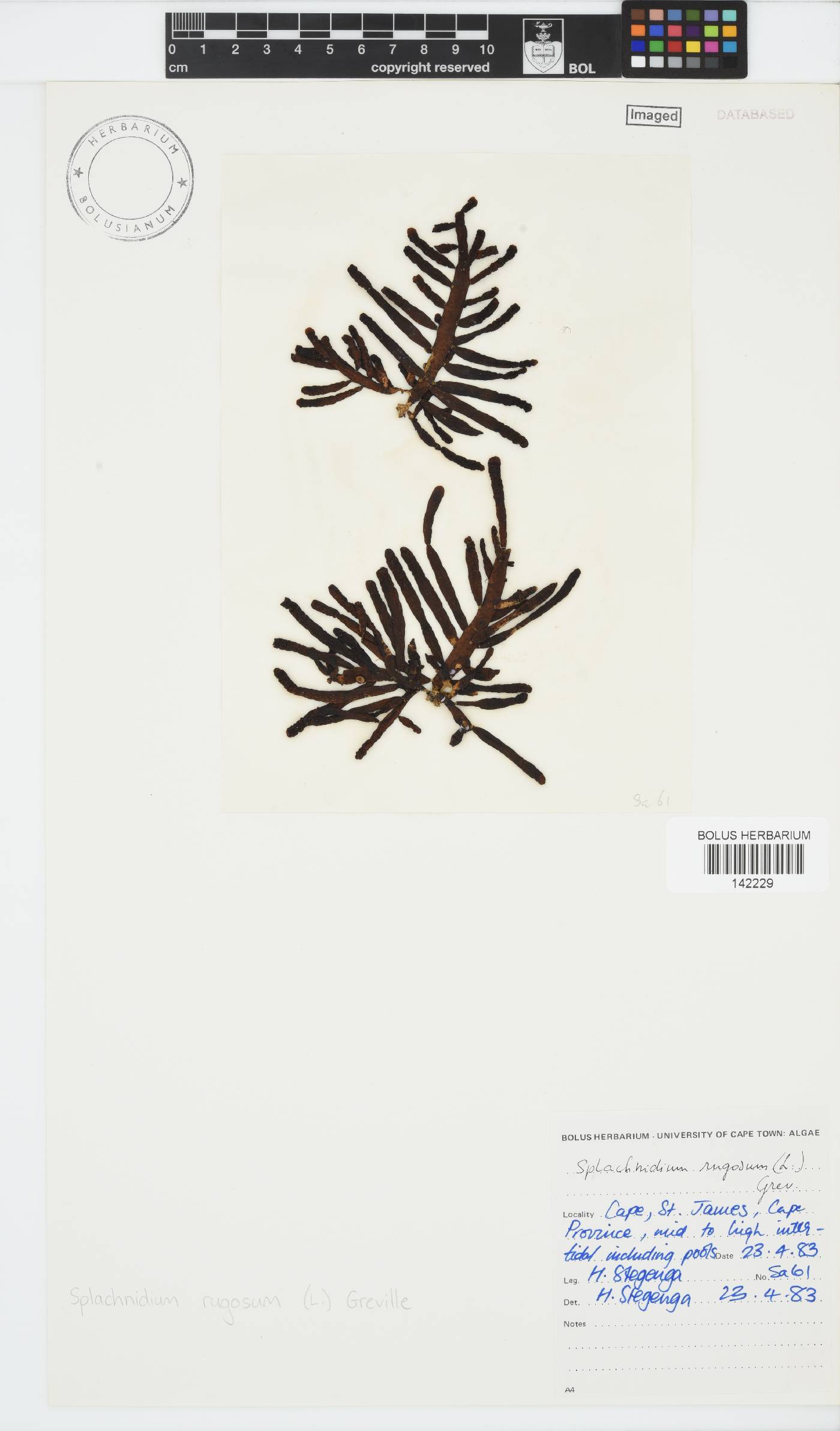 Splachnidium rugosum image