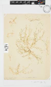 Image of Stilophora flanaganii