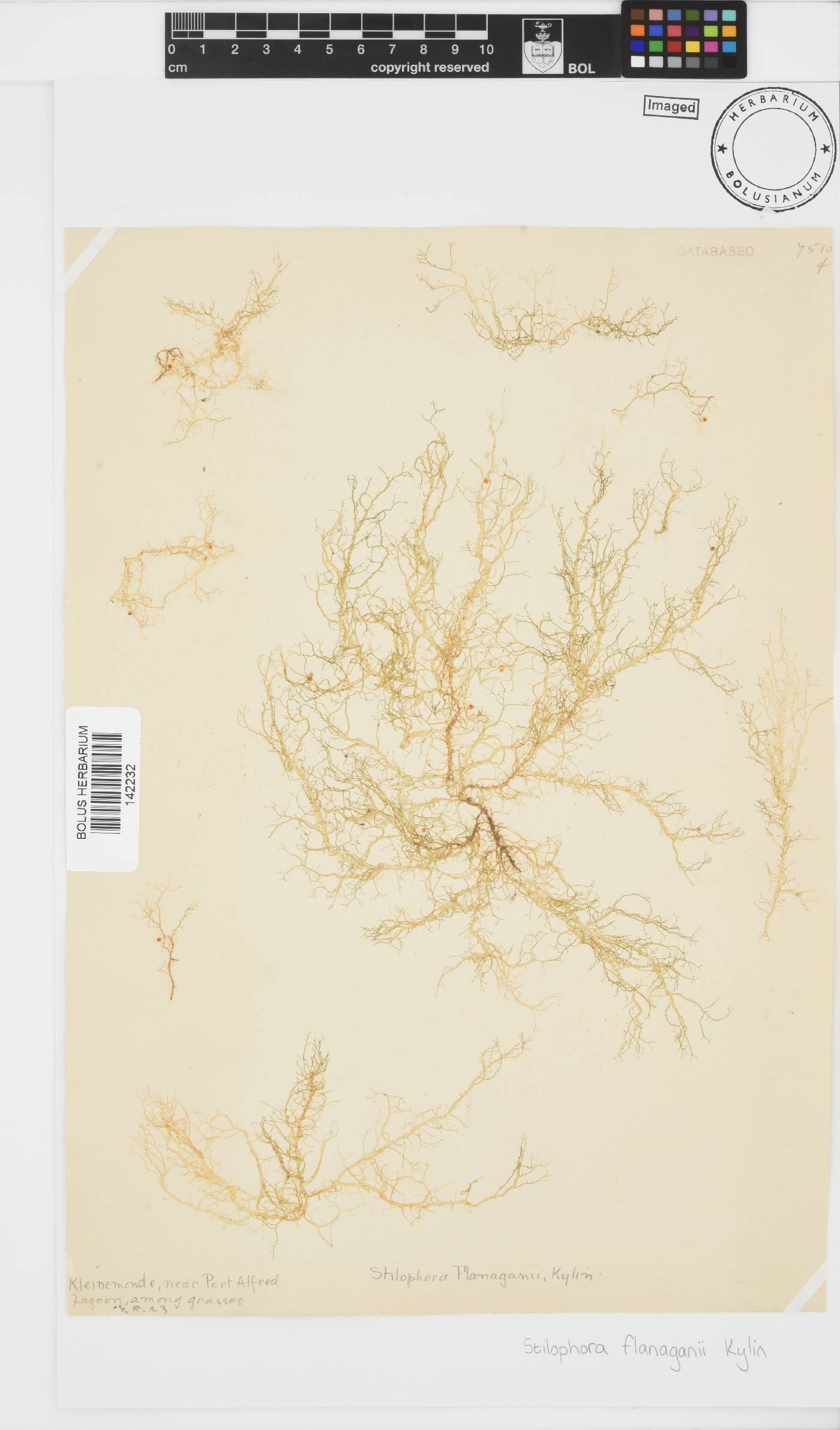 Stilophora flanaganii image