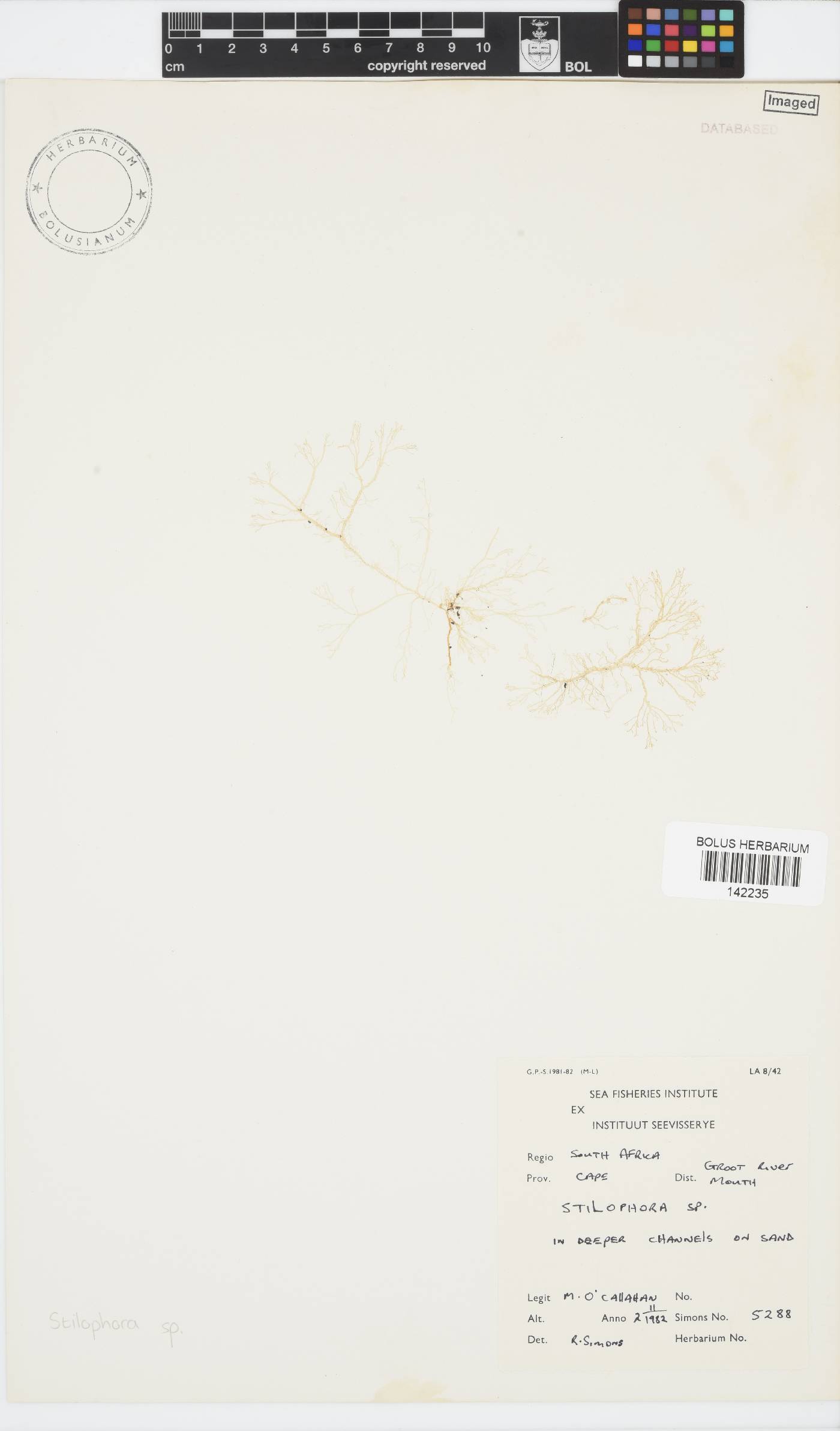 Stilophora image