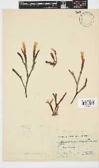 Image of Stoechospermum polypodioides