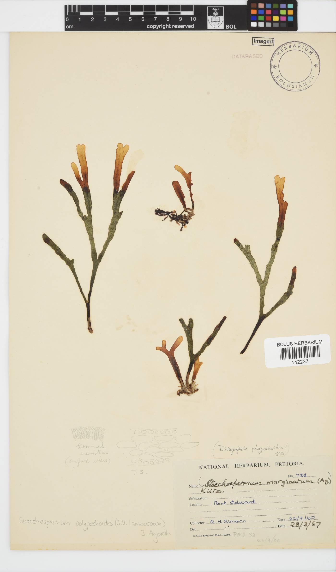 Stoechospermum polypodioides image