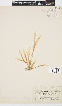 Stoechospermum polypodioides image
