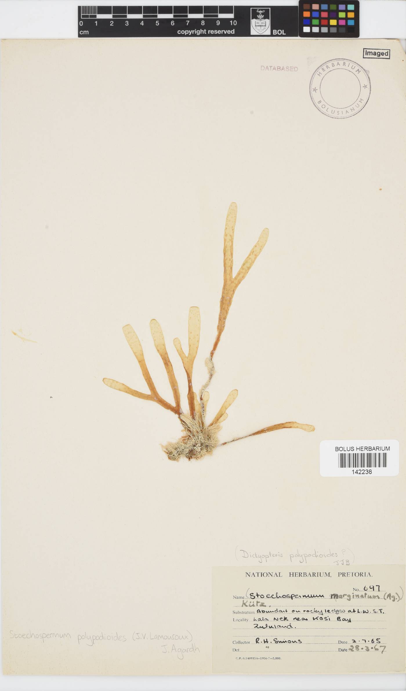 Stoechospermum image