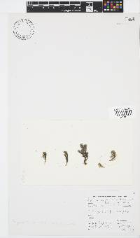 Halopteris funicularis image