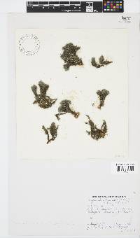 Halopteris funicularis image
