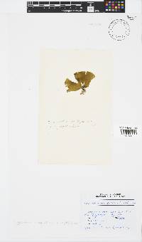 Stypopodium multipartitum image
