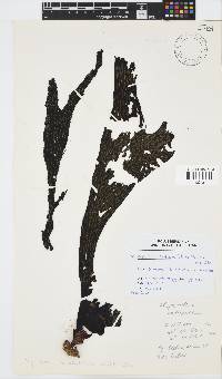Stypopodium multipartitum image